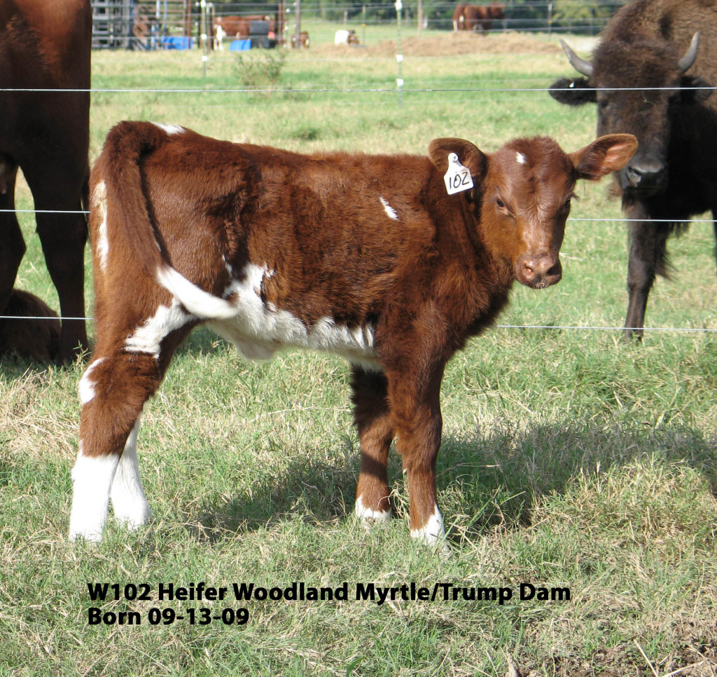 Shorthorn Cattle